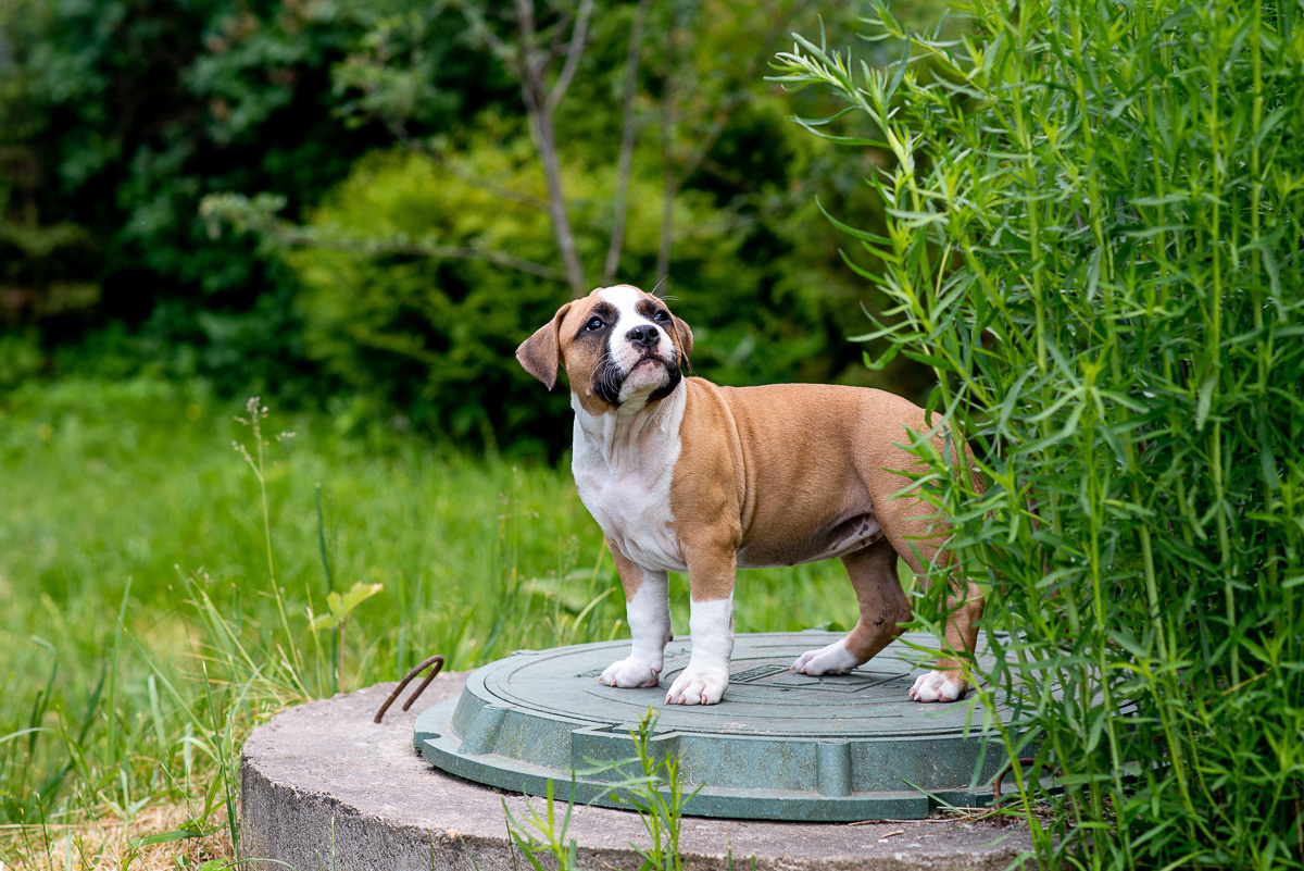 ЖЫВЁЛЫ. Вясельны і партрэтны фатограф Сяргей Клемянок