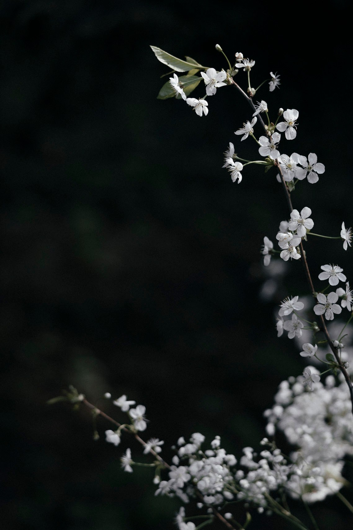 Ты моя перчинка. Свадебный фотограф в Москве