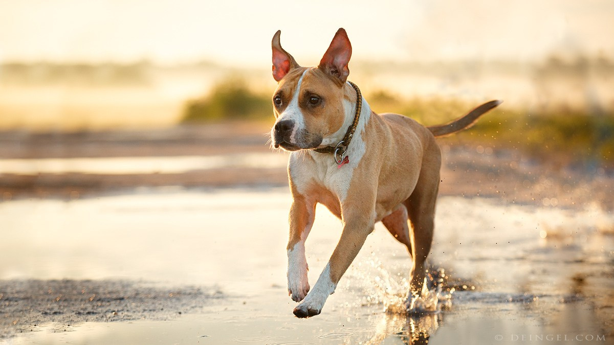 АСТ Федя, Пако и Ника. Фотограф-анималист Natalia Deingel | Фотосъемка собак в Москве