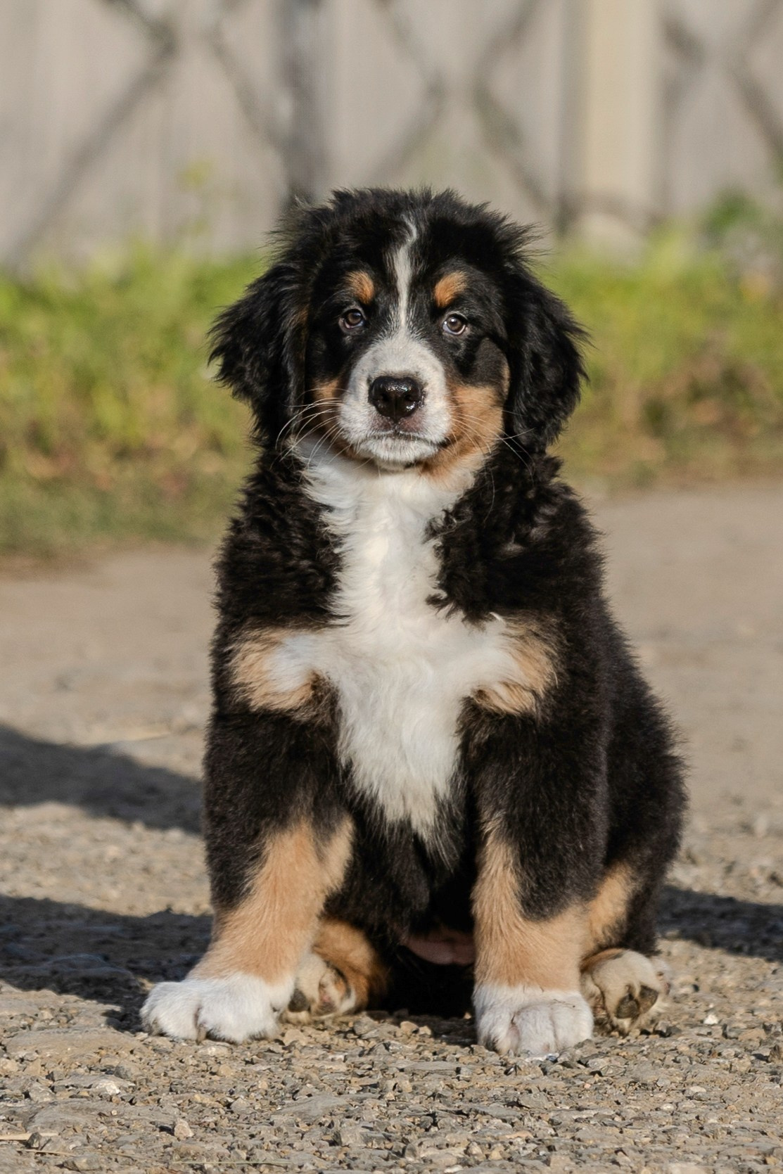 Фотосессии с собаками!. Фотограф 📸 семейный, предметный, репортажный