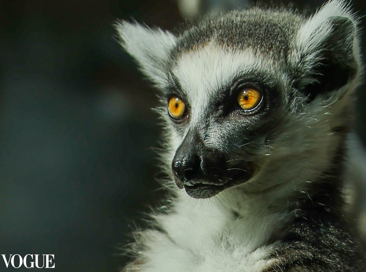 VOGUE. Репортажный, архитектурный, театральный и файн-арт фотограф Лена Мельникова в Москве