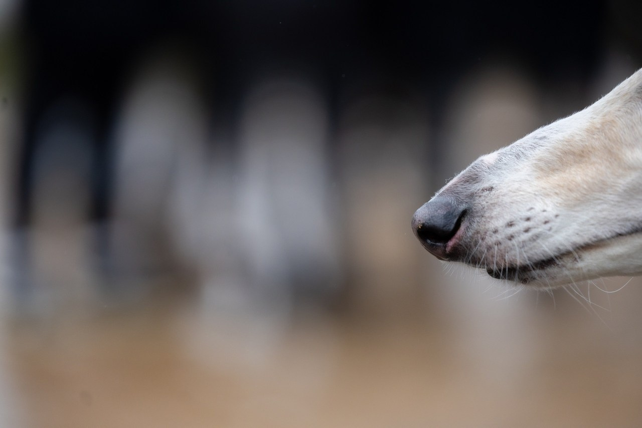 Отзывы. Фотограф-анималист Юлия Удовенко