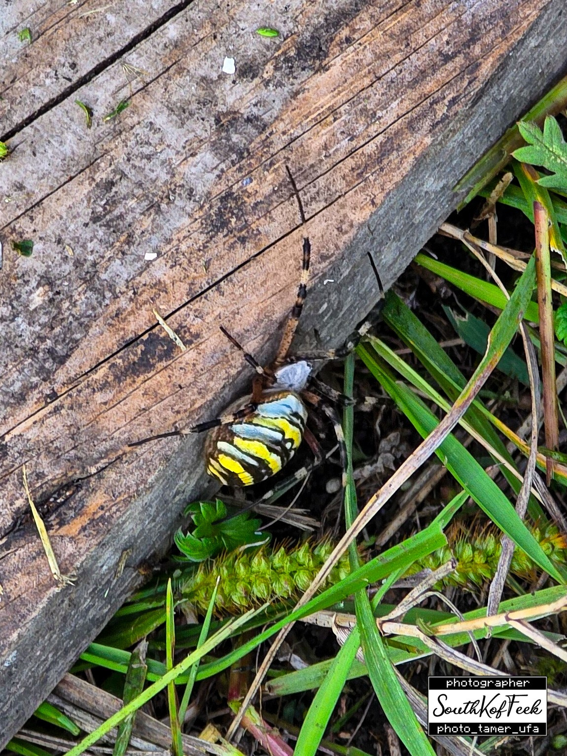 Фотосессии животных. Photo Tamer Ufa