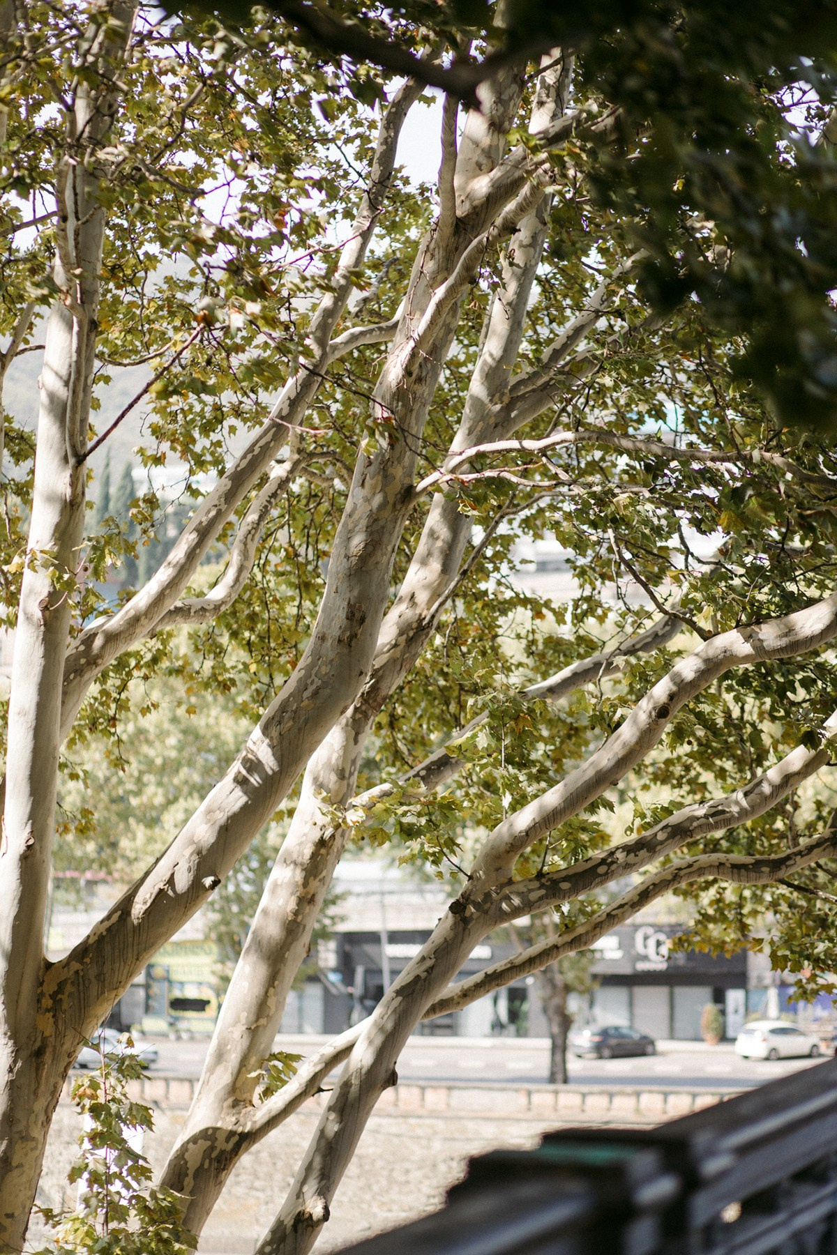 Tanya. Anastasia Blud Photography