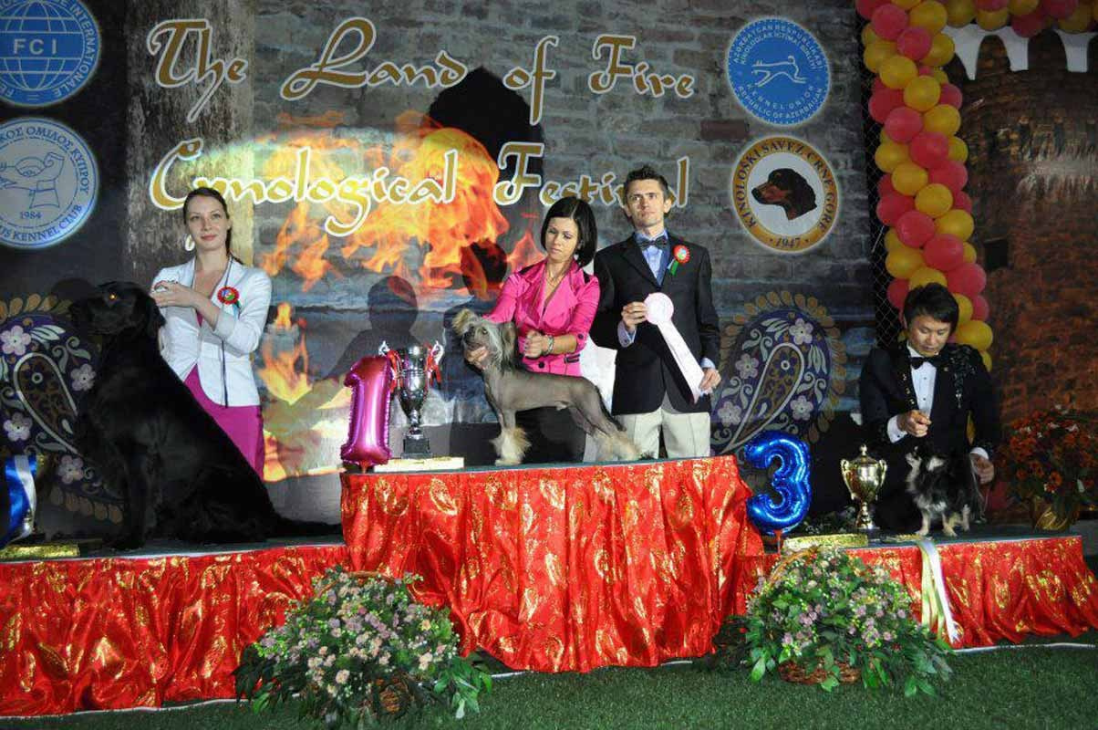 Нерону (Zlato Dinastii Neron) — 14 лет. Поздравляем тебя, наш знаменитый папа!. Питомник китайских хохлатых собак Poale Ell: купить щенка