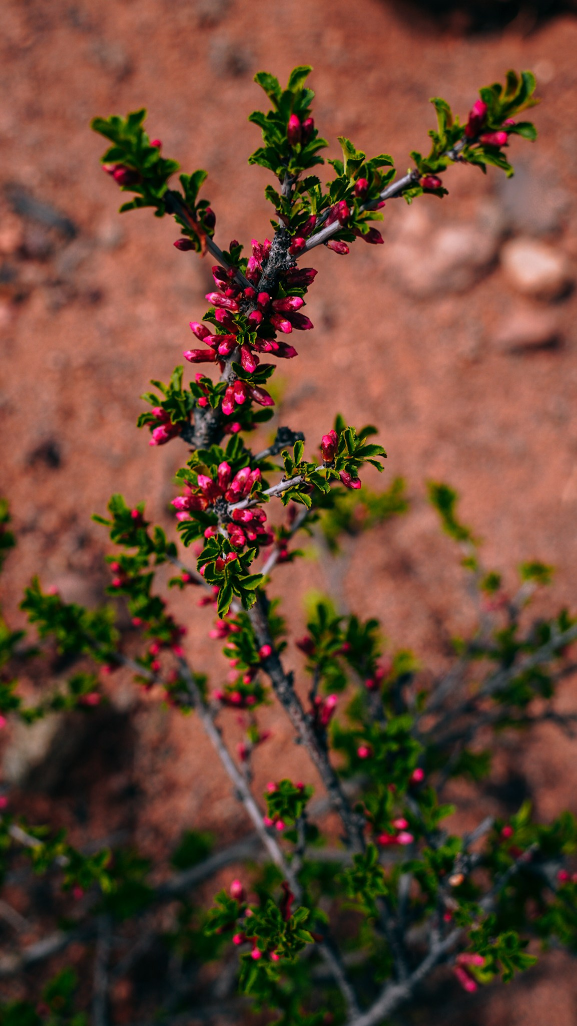 Кыргызстан. Человек с фотокамерой