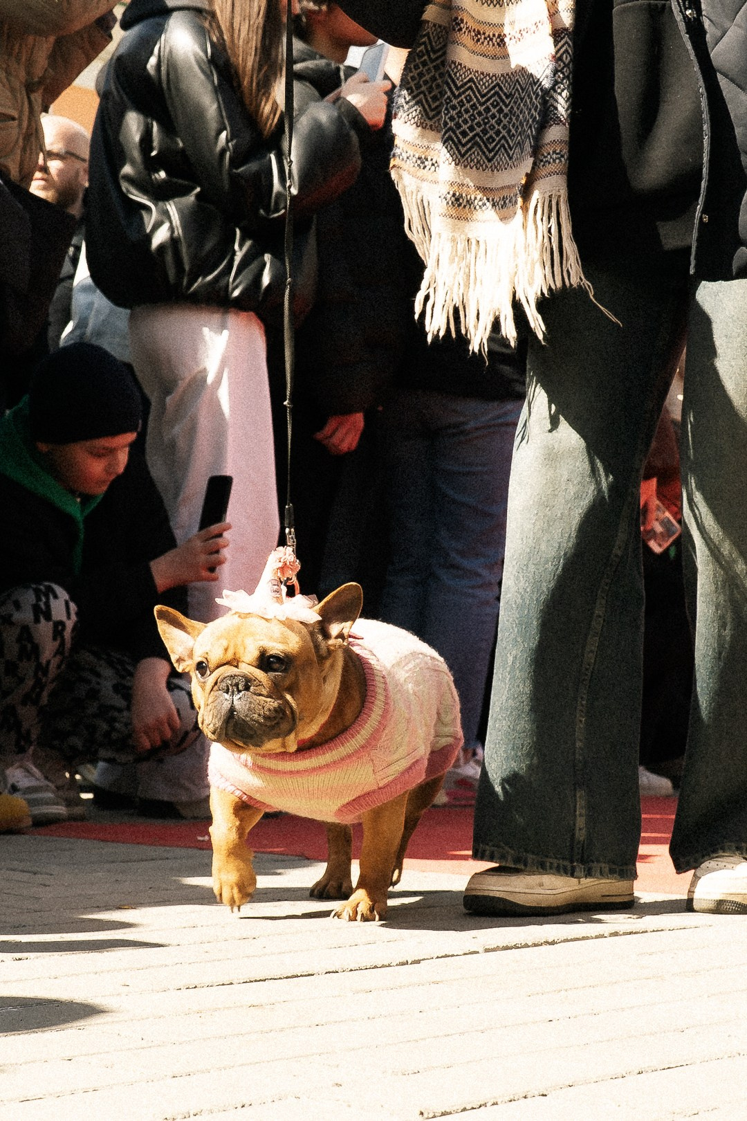Парад Бульдогов. Axenov_eugene