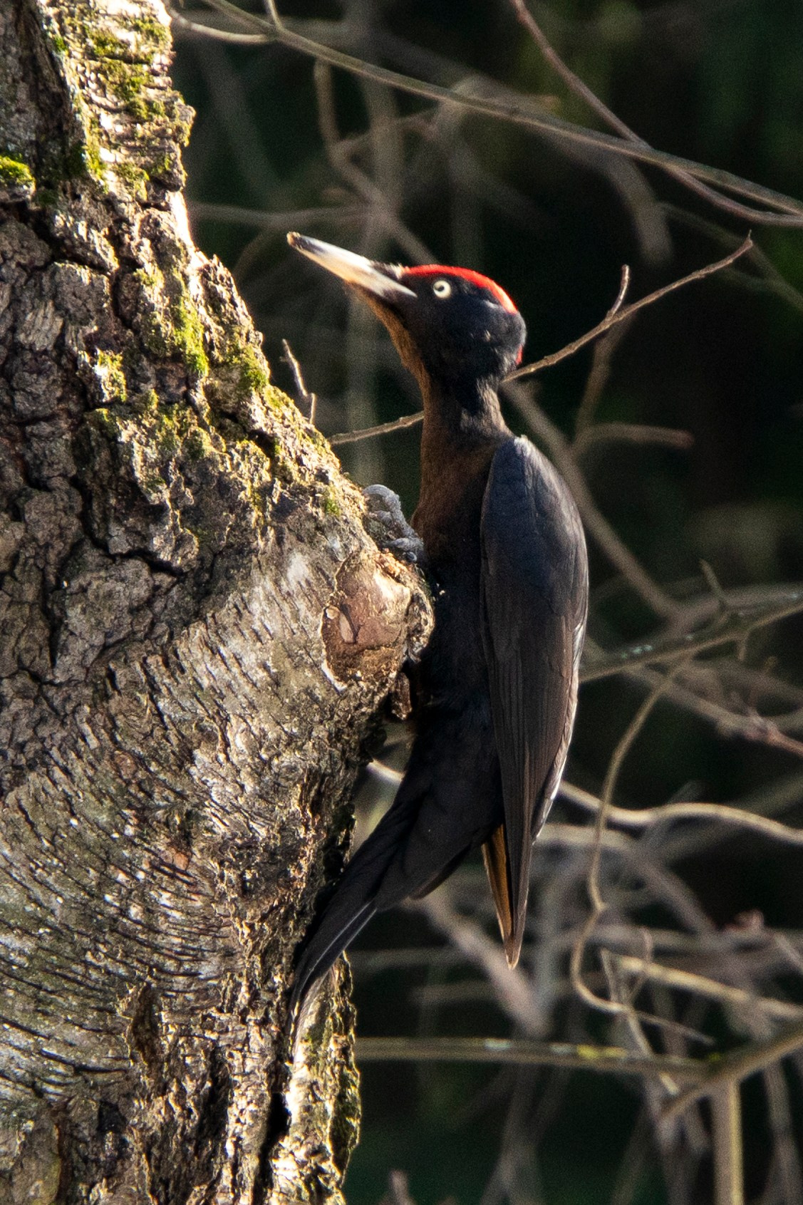 Удивительные мир птиц. Вокруг нас столько прекрасного — присмотритесь!. Ваш личный фотограф Марина Волкова