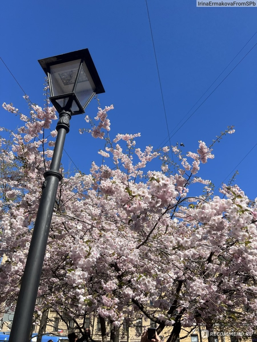 Локации для весенних фотосессий. Детский и семейный фотограф Афанасьева Ольга. Санкт-Петербург