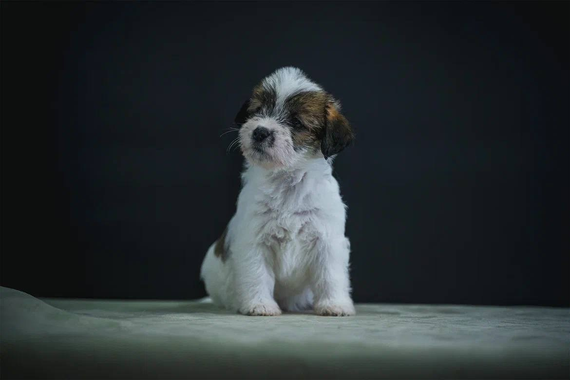 Сука 1. Lovely-Orange питомник джек рассел терьеров