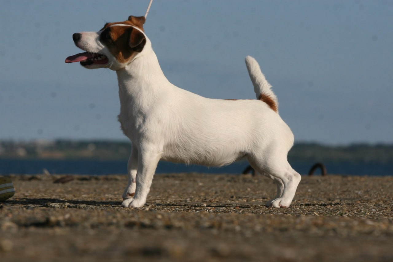 Lovely-Orange Money Money. Lovely-Orange питомник джек рассел терьеров