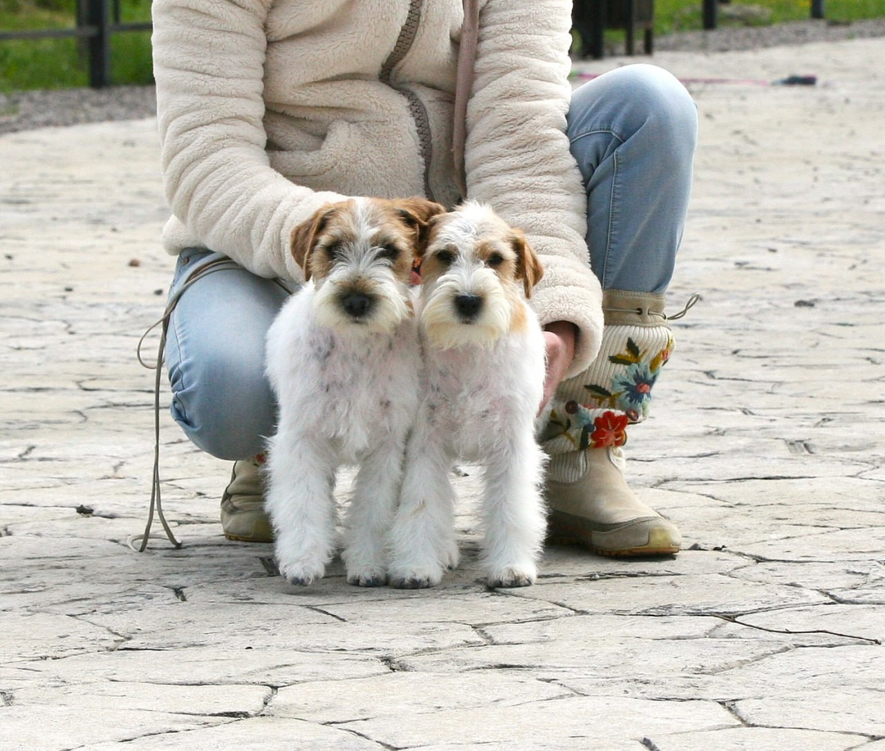 Lovely-Orange Coza Nostra. Lovely-Orange питомник джек рассел терьеров