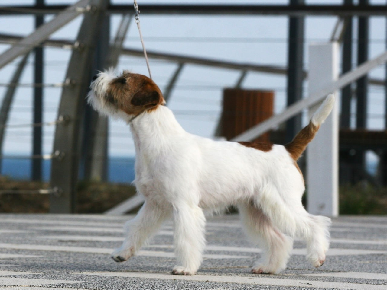 Lovely-Orange Escada. Lovely Orange kennel Jack Russell Terrier FCI/RKF