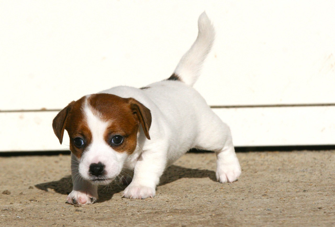 Сука 1. Lovely-Orange питомник джек рассел терьеров