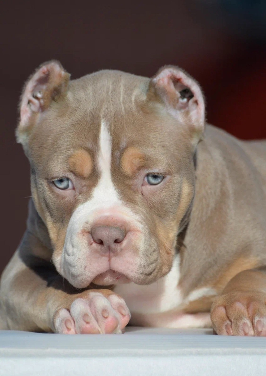 купить щенка American Bully в Омске 