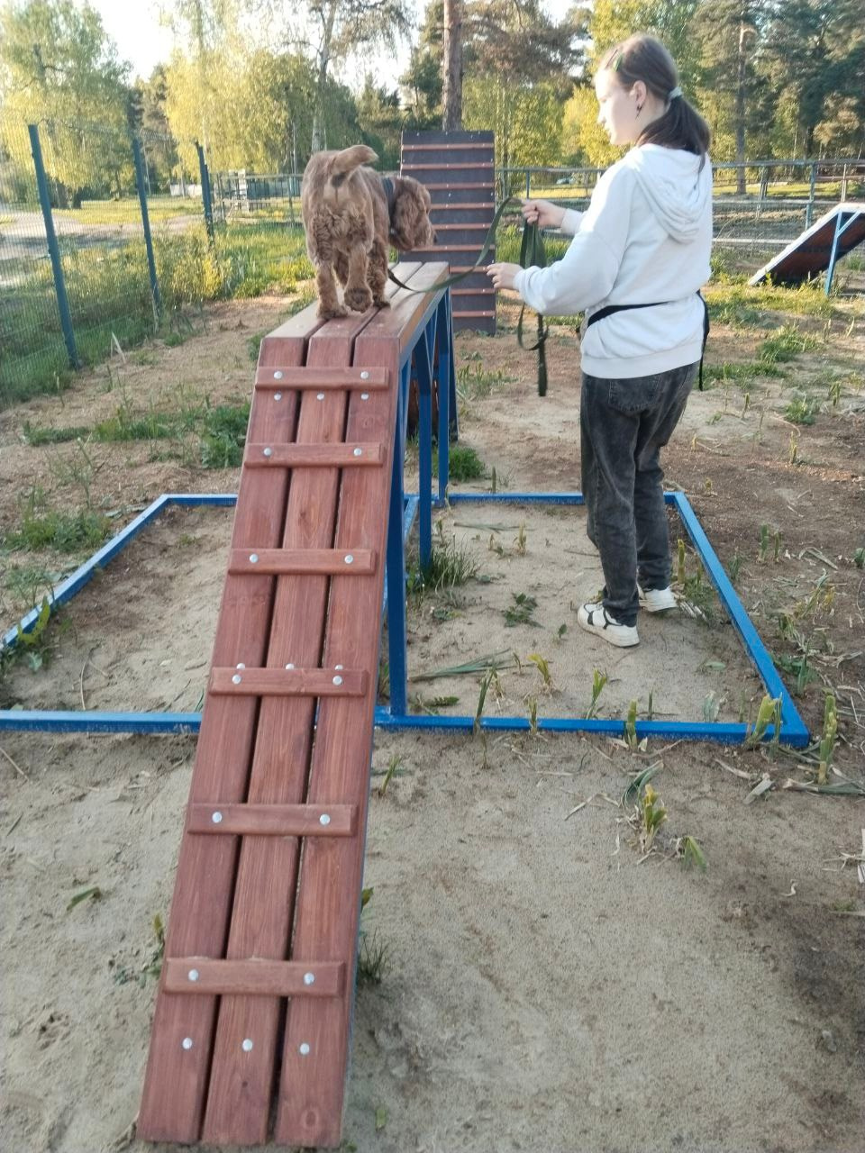 Практические занятия по дрессировке. НРОО КЦ "Собаковод"