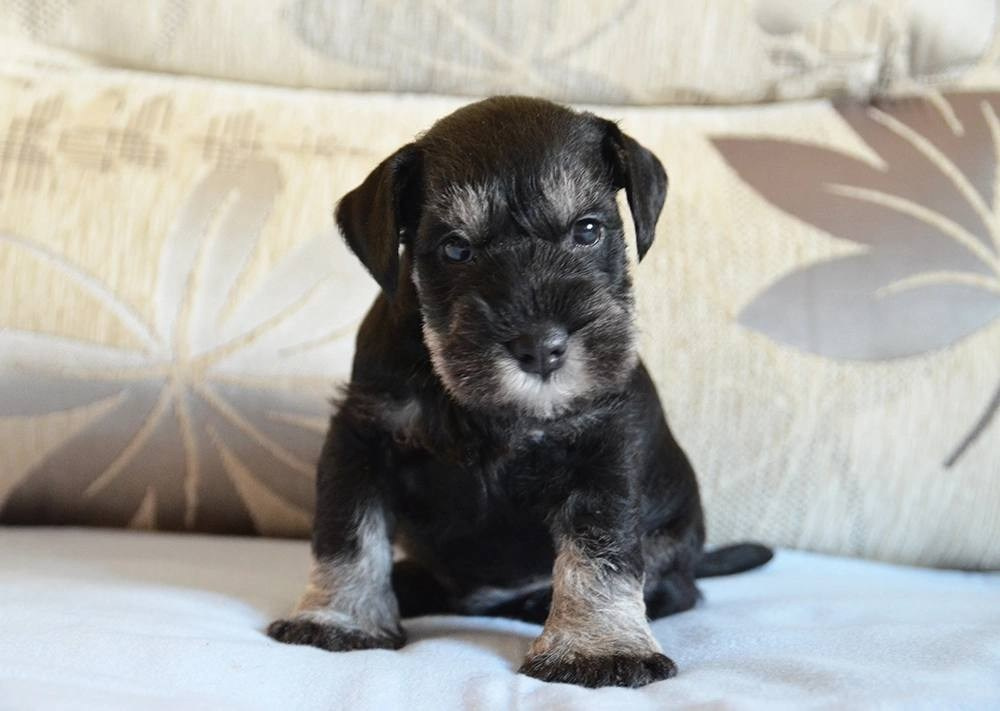 Litter — «SH» 25.02.2025. Питомник цвергшнауцеров в Беларуси «Делинсо Бэлэнс»