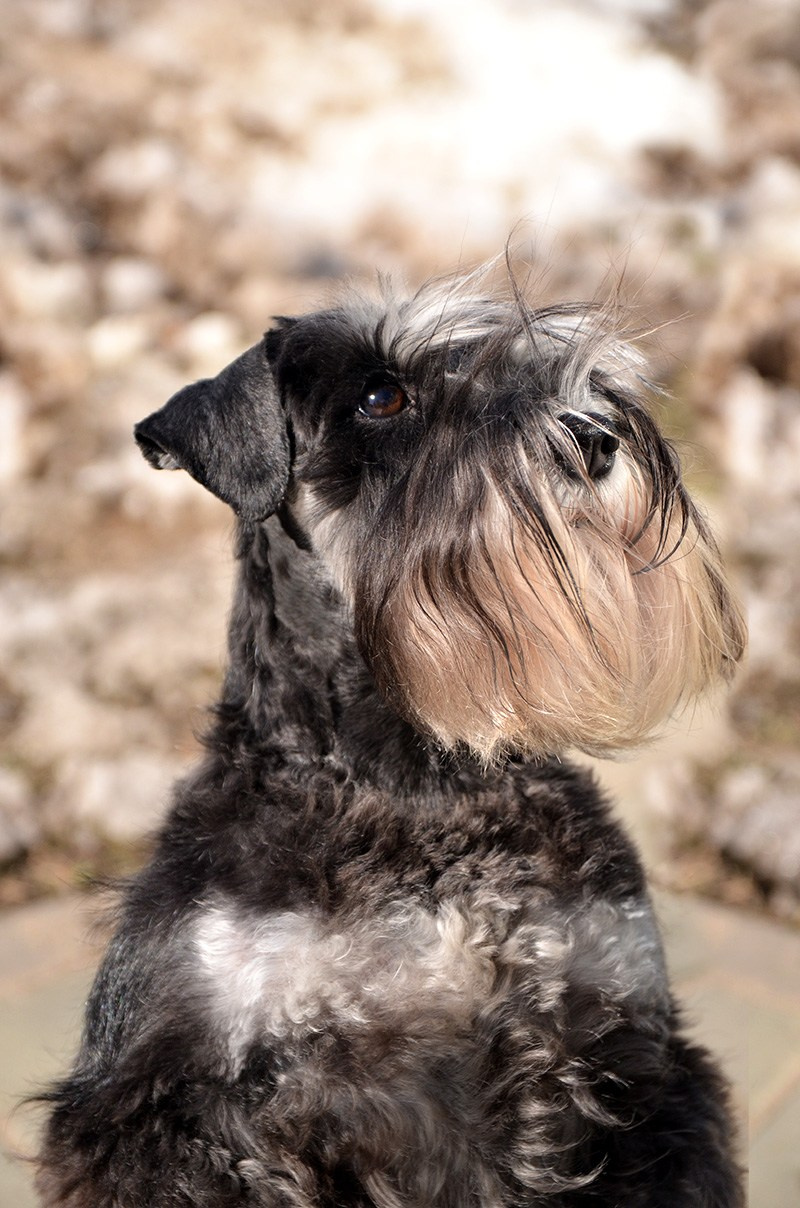 Питомник Делинсо Бэлэнс, щенки цвергшнауцера, купить щенка цвергшнауцера, питомник цвергшнауцеров, кобель цвергшнауцера для вязки, щенок цвергшнауцера, питомник цвергшнауцеров, черный с серебром, цверг, лучший питомник в беларуси