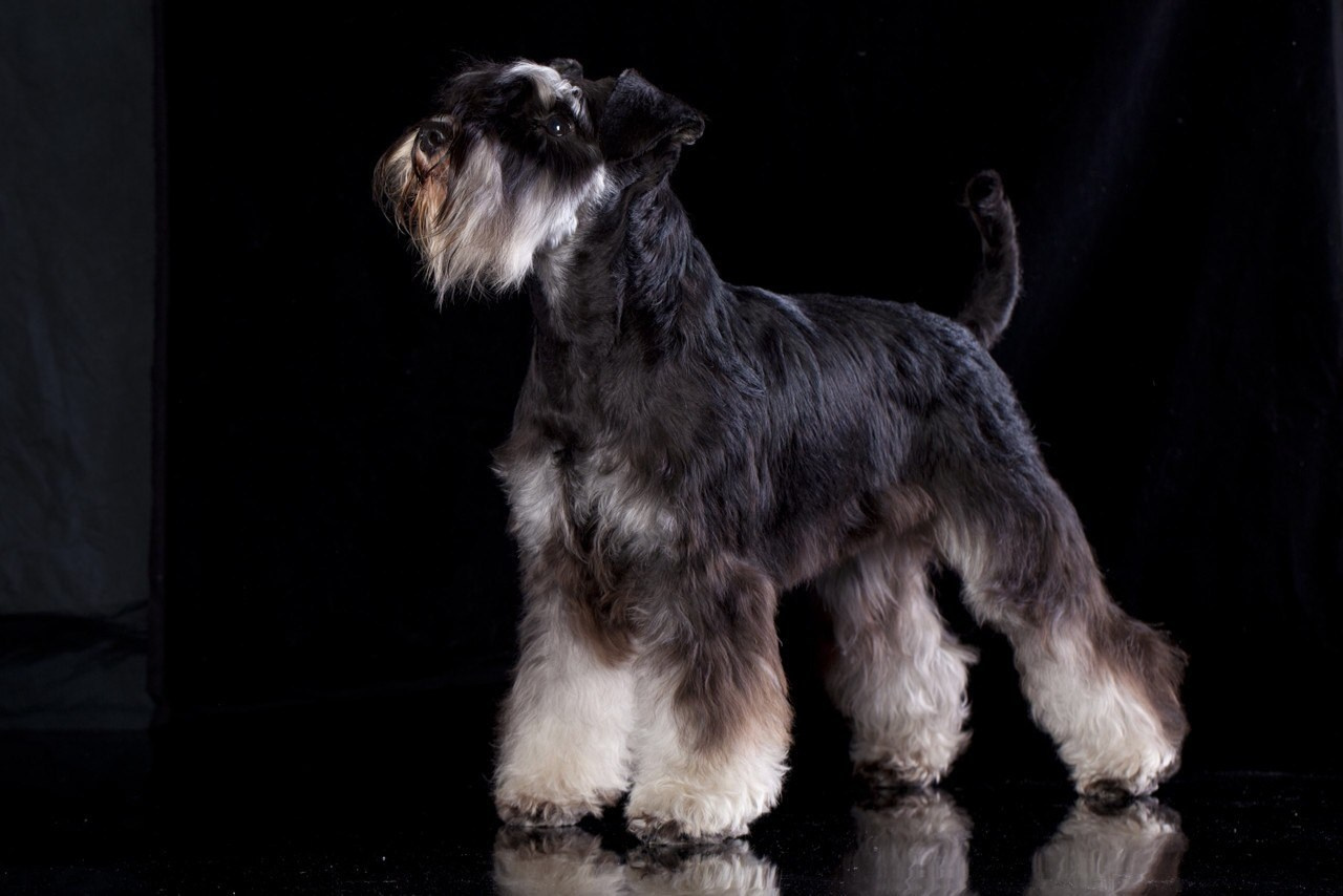 Питомник Делинсо Бэлэнс, щенки цвергшнауцера, купить щенка цвергшнауцера, питомник цвергшнауцеров, кобель цвергшнауцера для вязки, щенок цвергшнауцера, питомник цвергшнауцеров, черный с серебром, цверг, лучший питомник в беларуси, питомник цвергшнауцеров минск