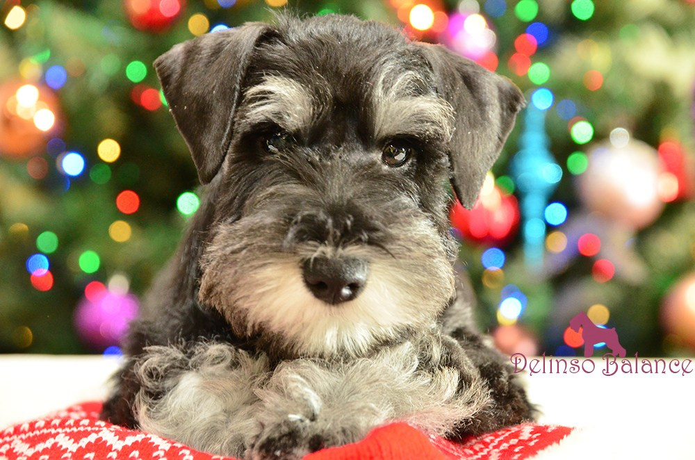 Litter «UY» 10.10.2025. Питомник цвергшнауцеров в Беларуси «Делинсо Бэлэнс»