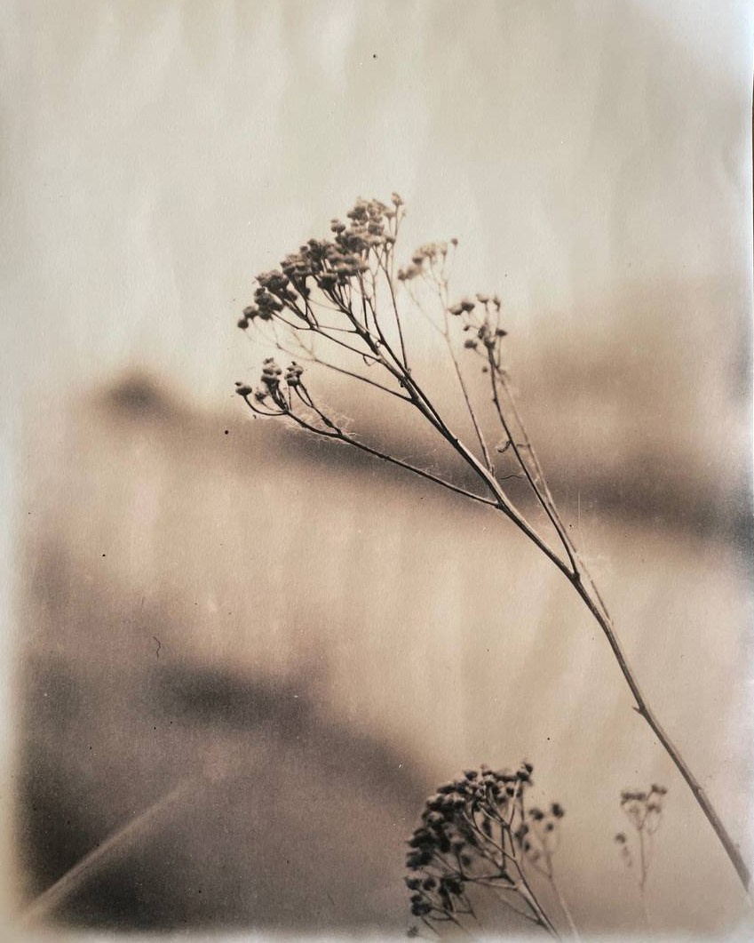 Lith prints. Darkroom aesthetics