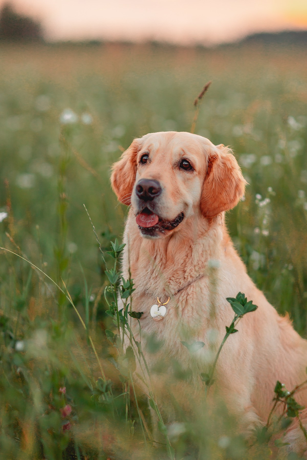 Марина и Чили. Семейный фотограф анималист Мария Крючкова
