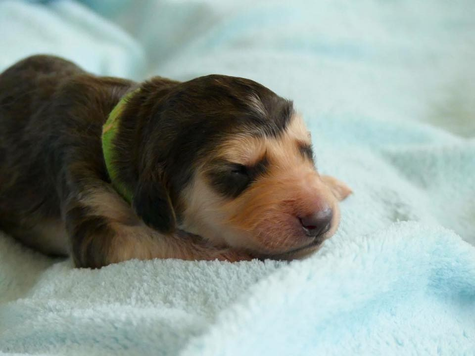 LYCORIS DREAMS BLUE DIAMOND «Evian». Профессиональный питомник левреток РКФ/FCI ASTI SAPPHIRE 💎 Сочи|Санкт-Петербург