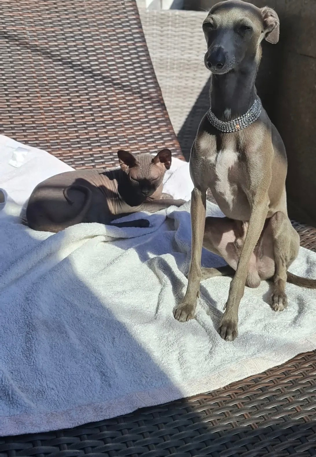 Левретки и кошки. Профессиональный питомник левреток РКФ/FCI ASTI SAPPHIRE 💎 Сочи|Санкт-Петербург