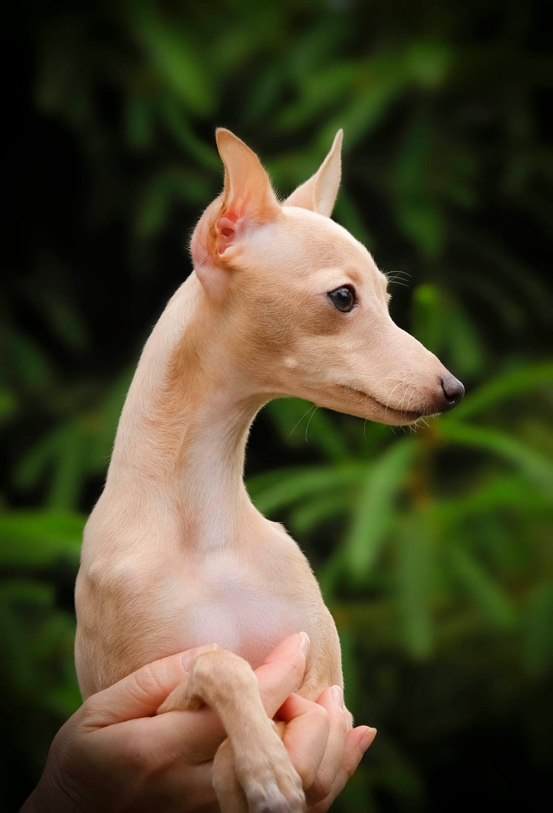 Кремовая Лекси. Professional Italian Greyhound Kennel RKF/FCI ASTI SAPPHIRE 💎 Sochi|St. Petersburg