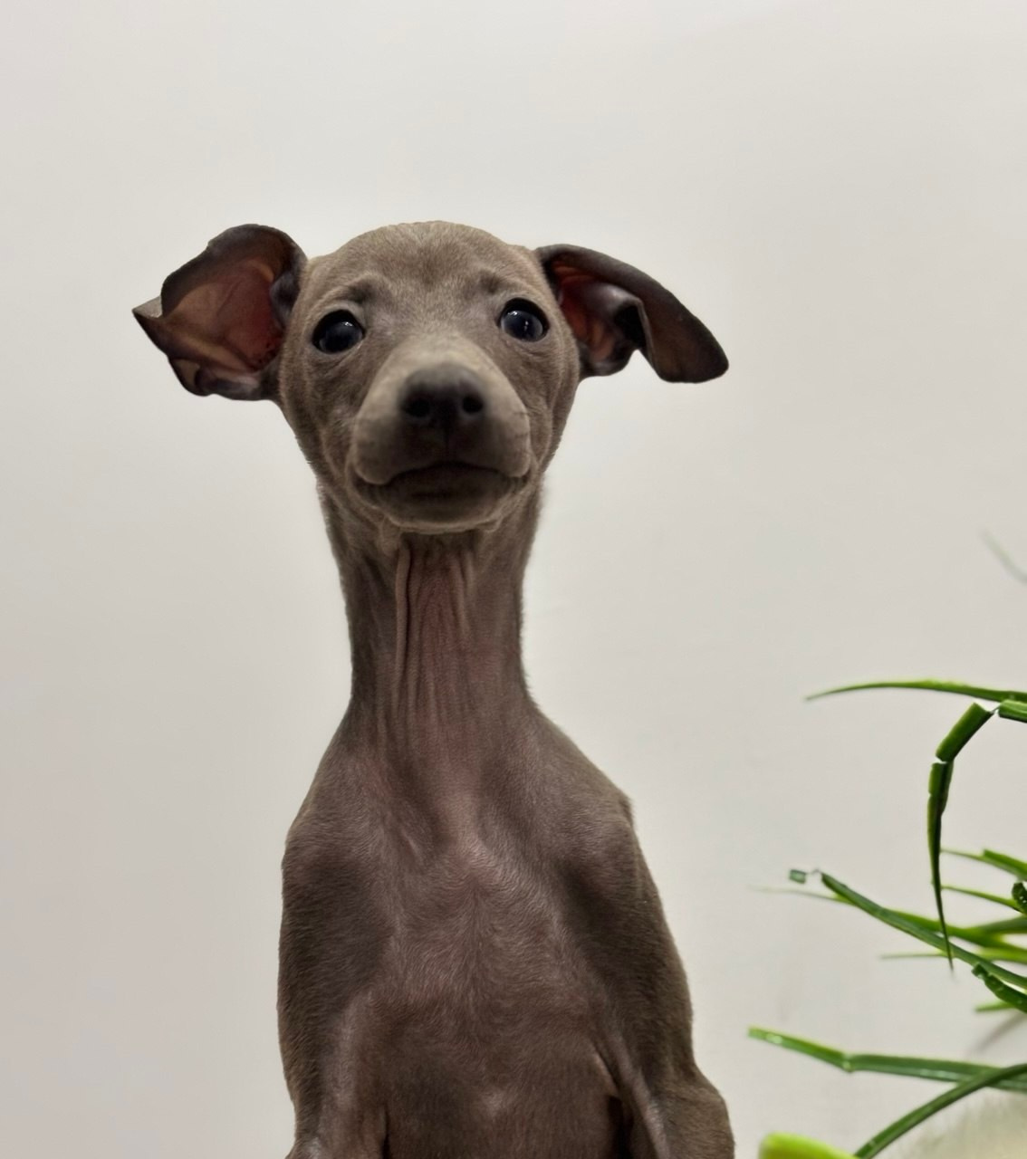 Голубые малыши. Профессиональный питомник левреток РКФ/FCI ASTI SAPPHIRE 💎 Сочи|Санкт-Петербург