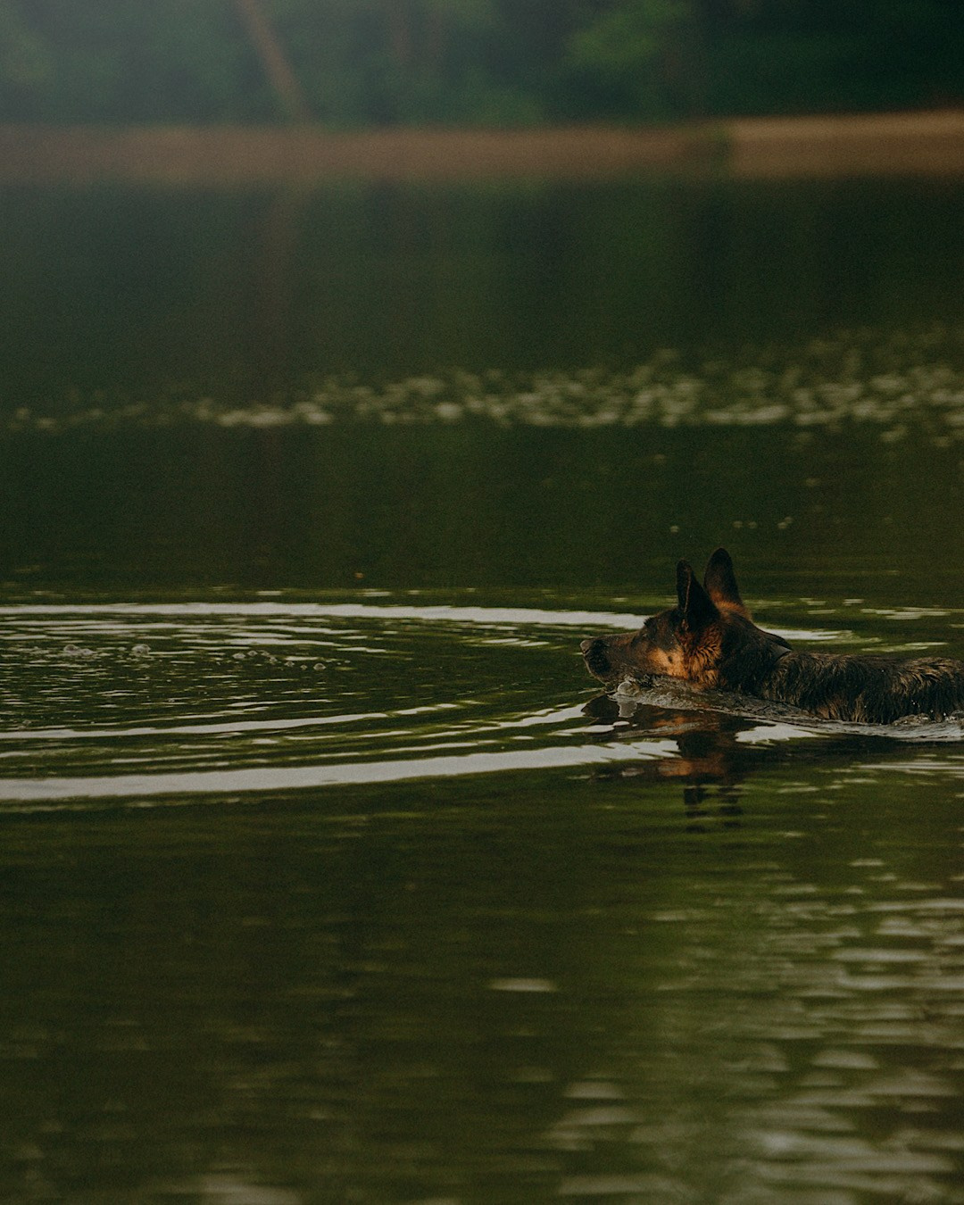 Людмила и Марта. Фотограф анималист в Москве и Санкт-Петербурге Свиридова Анна
