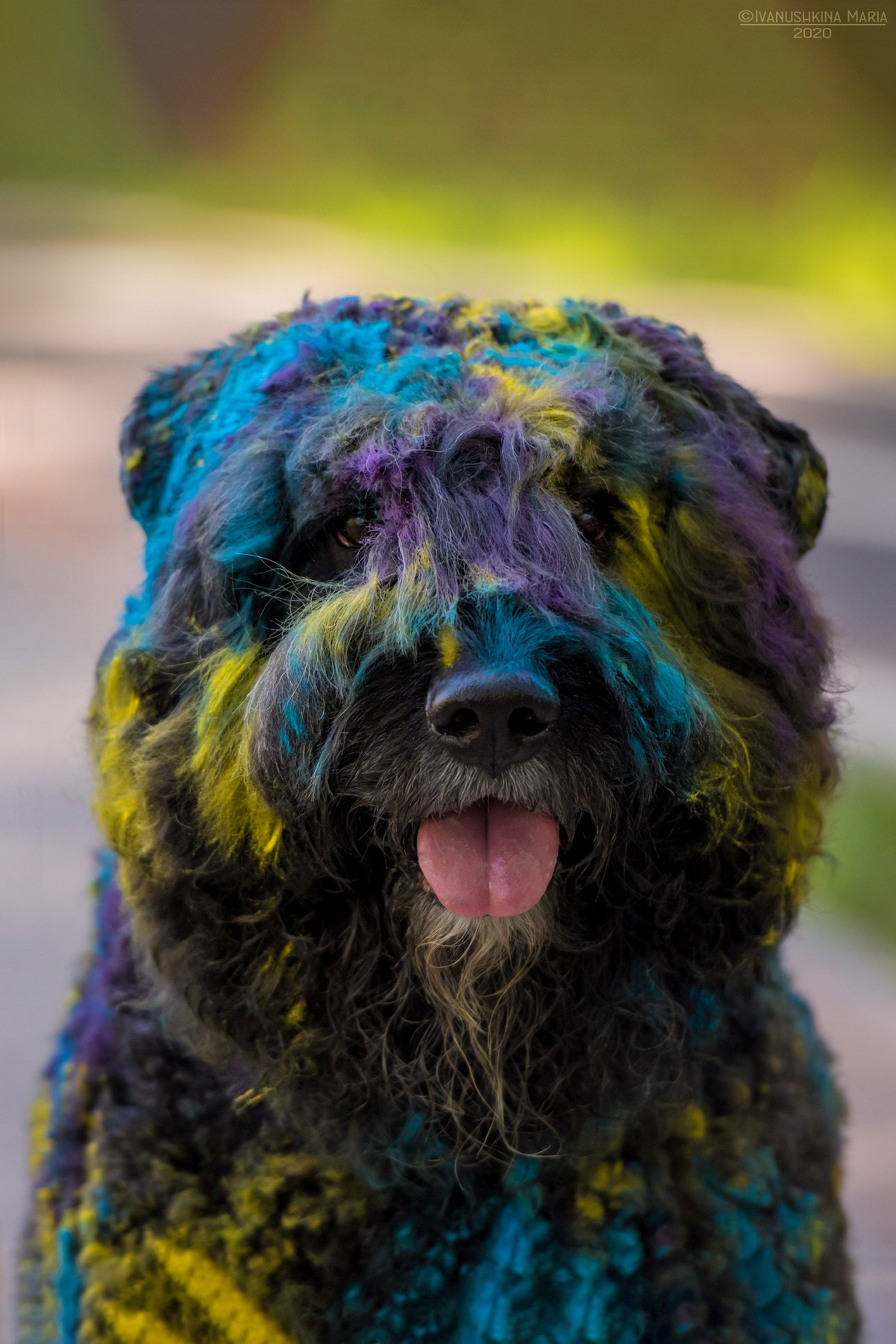 Фотосессия собаки с красками холи. Фотограф собак в Москве и Московской области Иванушкина Мария