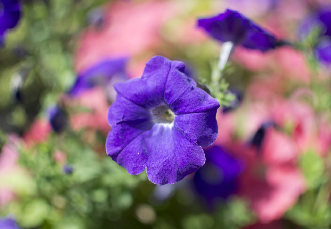 Растения. Артём Голдов — Портретный фотограф ✦ Кошелев Парк ✦ Самара