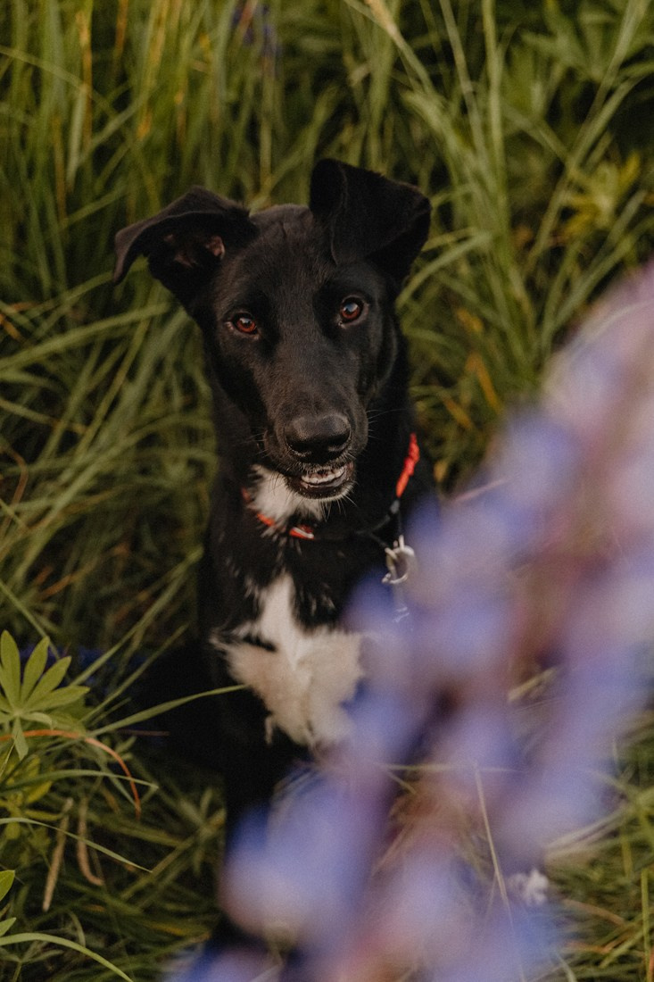 S+N. Портретный и Семейный фотограф в Санкт-Петербурге Rocket Alice