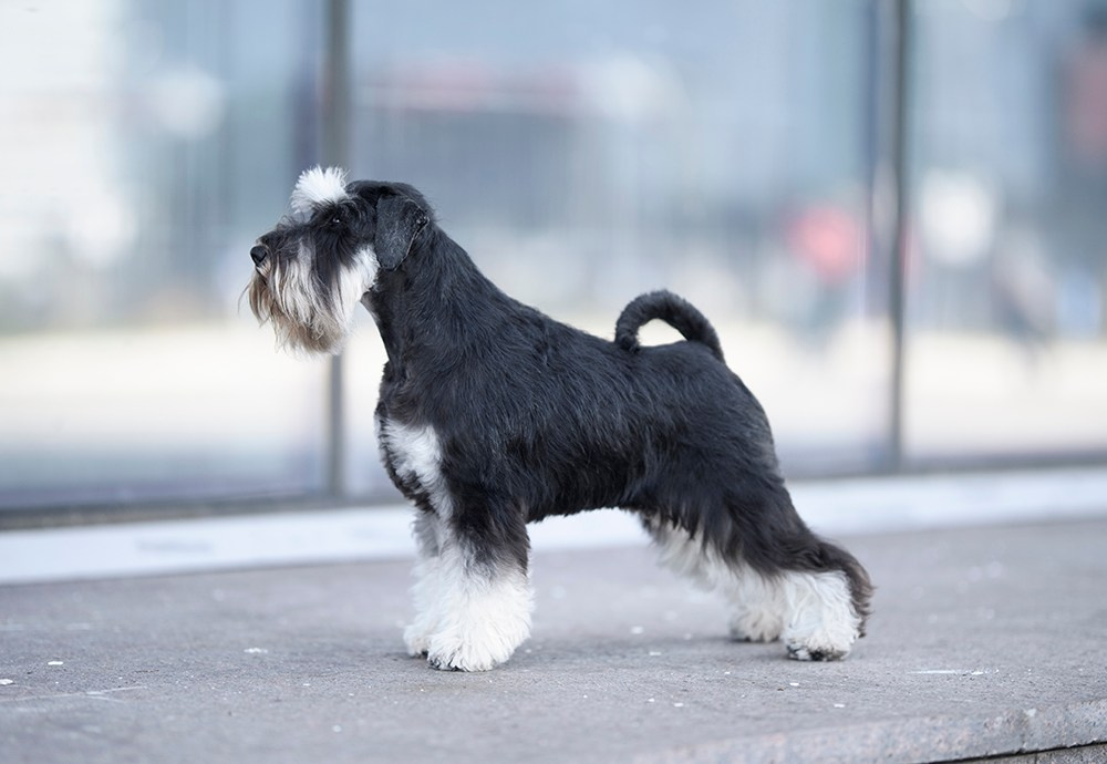 Питомник Делинсо Бэлэнс, щенки цвергшнауцера, купить щенка цвергшнауцера, питомник цвергшнауцеров, кобель цвергшнауцера для вязки, щенок цвергшнауцера, питомник цвергшнауцеров, черный с серебром, цверг, лучший питомник в беларуси