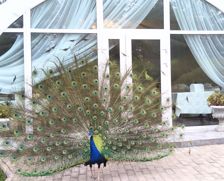 Площадка № 2-5. Свадебный и портретный фотограф Москва