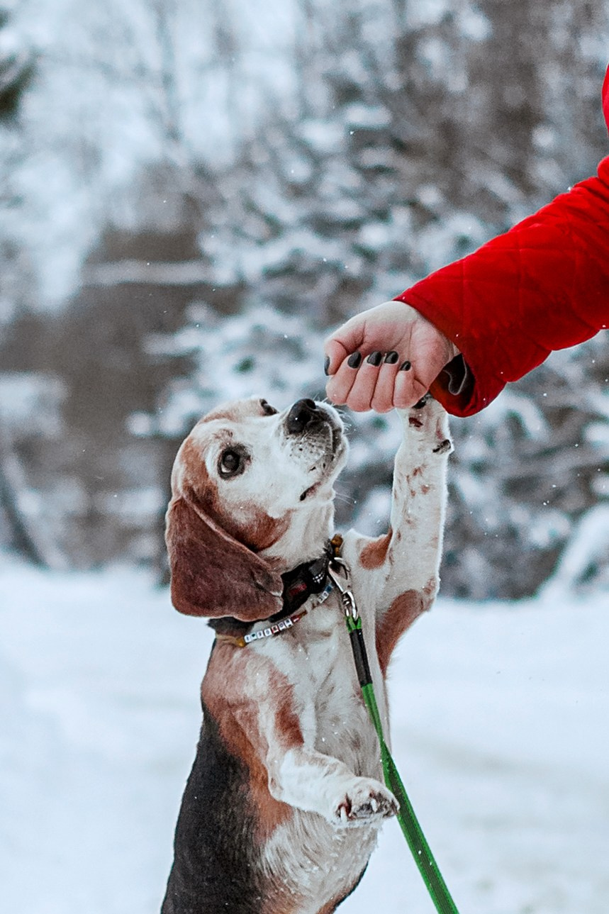 Дом для Биглей 2023. Фотограф-анималист Татьяна Степанова