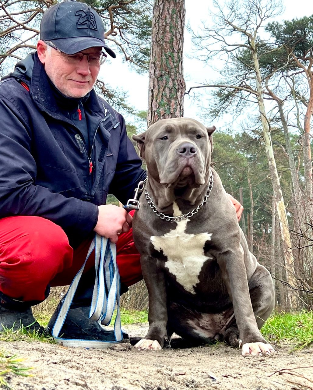 UPB’s Queenie & Zeus. 16.04.24. Американские булли XL в г. Калининград. Питомник Great Bully UNIVERSE