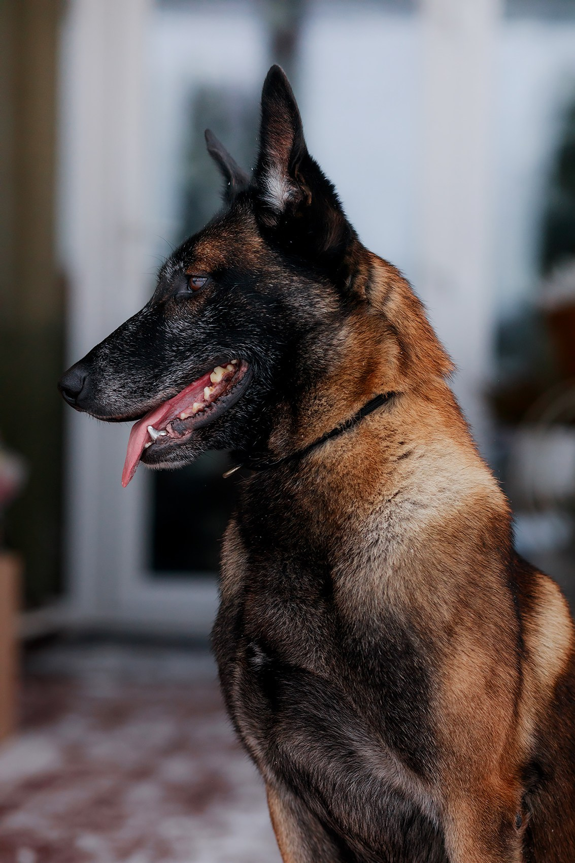 Зимние портреты. Фотограф-анималист Mary Mart — Москва, Питер