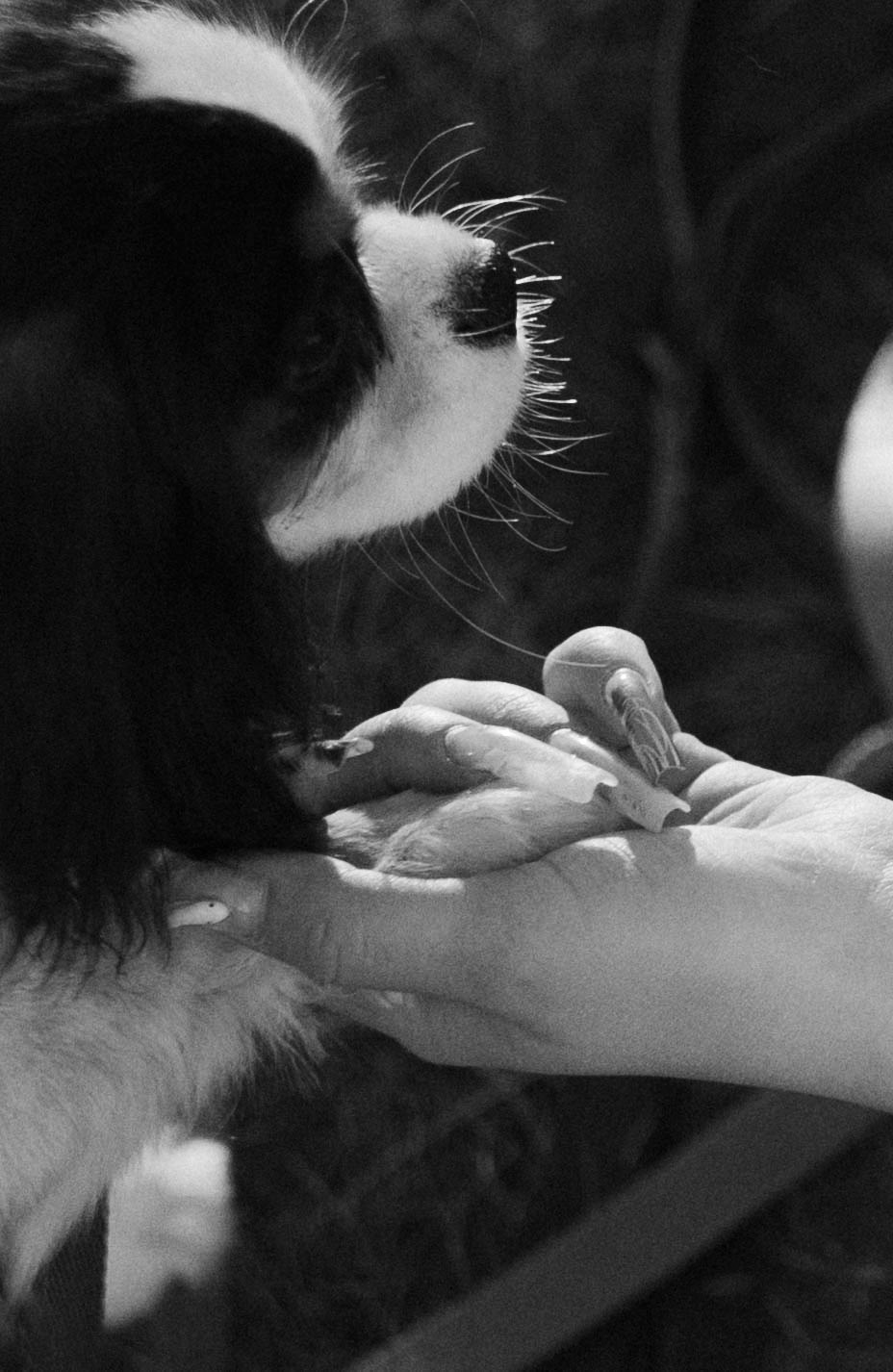 Ангелина и Йен. Фотограф-анималист Богданова Полина