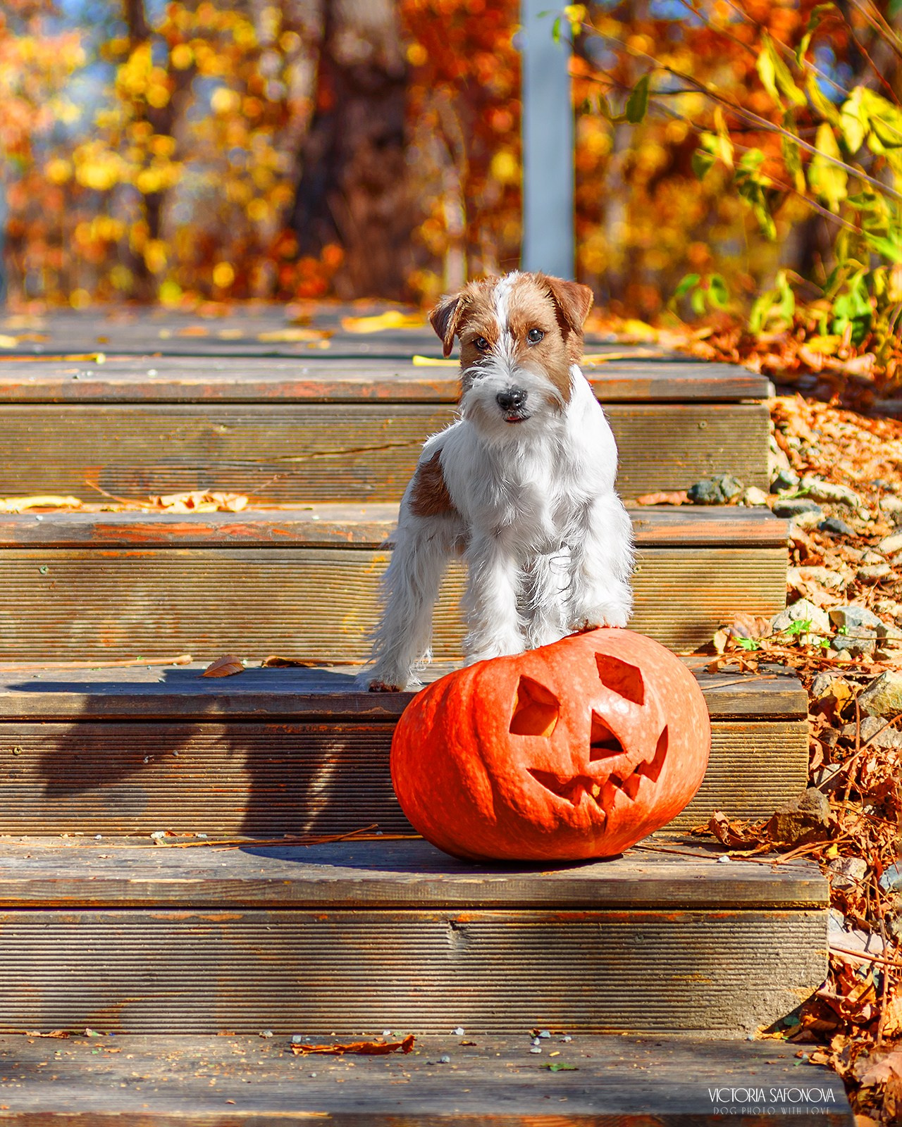 Рома и Висп 09.10.2023. Фотограф анималист Благовещенск. Сафонова Виктория