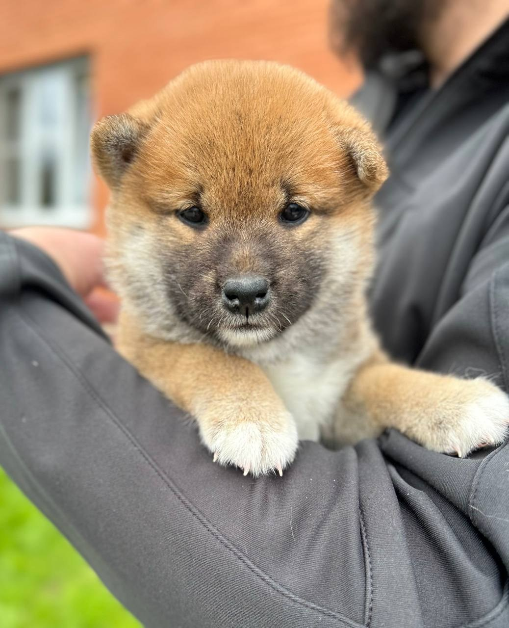 сиба питомник Рубилайт щенки на продажу rubylight  сиба щенки купить СПб Санкт-Петербург