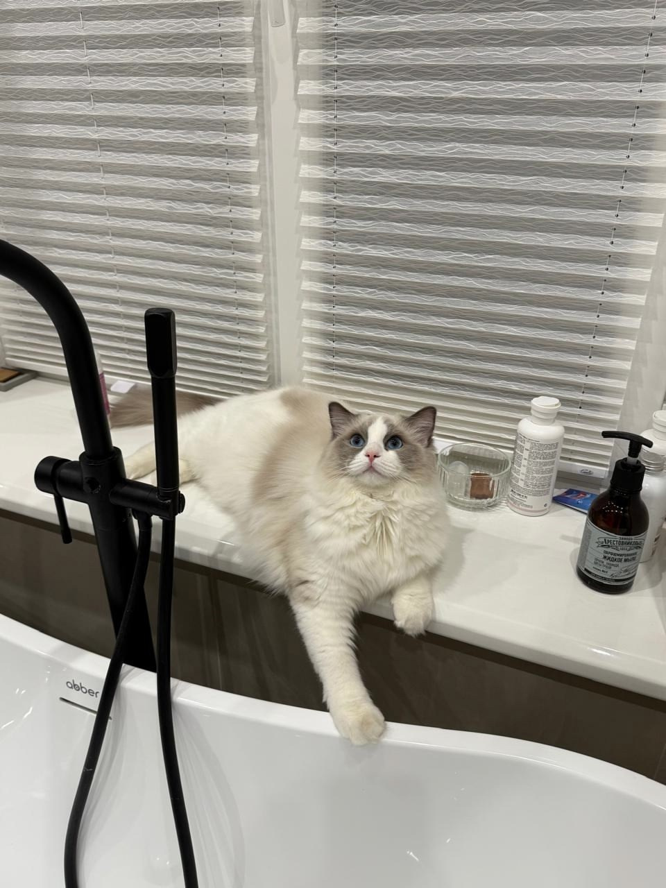 Выпускники Loyal Adore. Питомник рэгдолл Loyal Adore