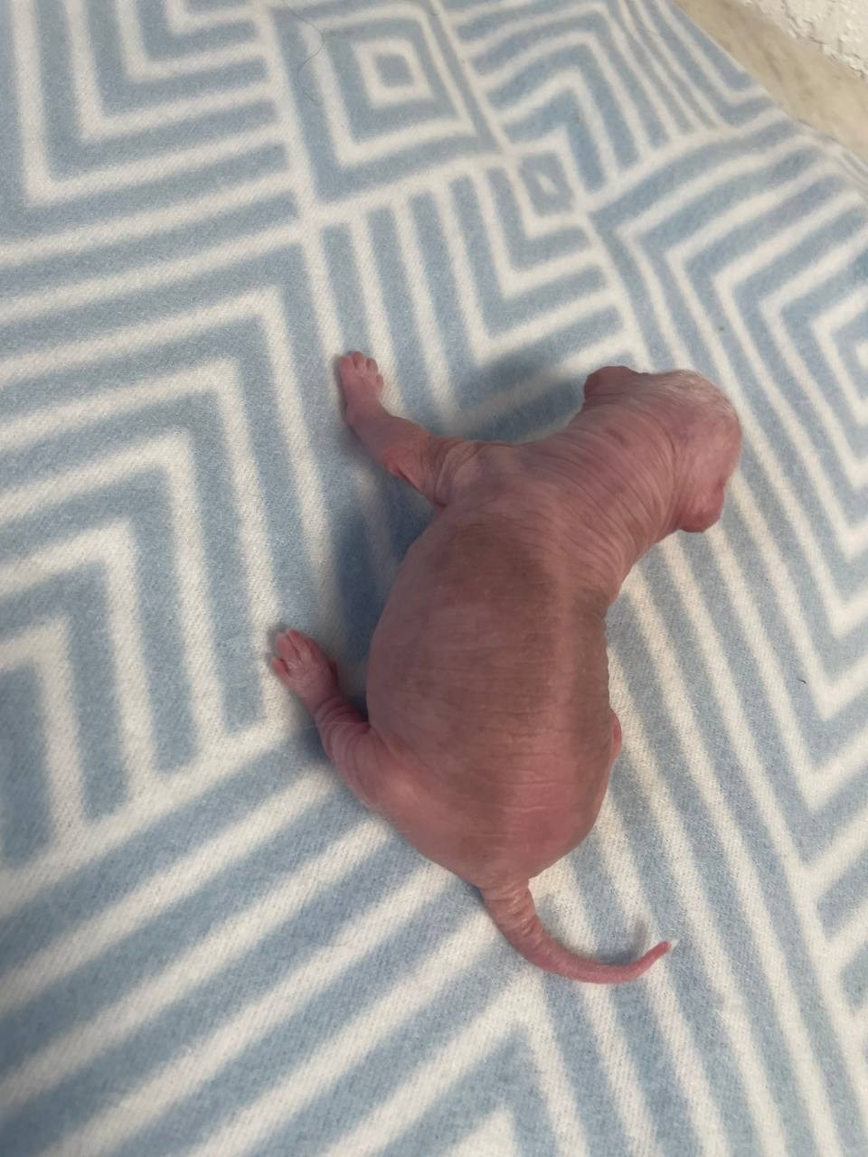 D1 День Рождения