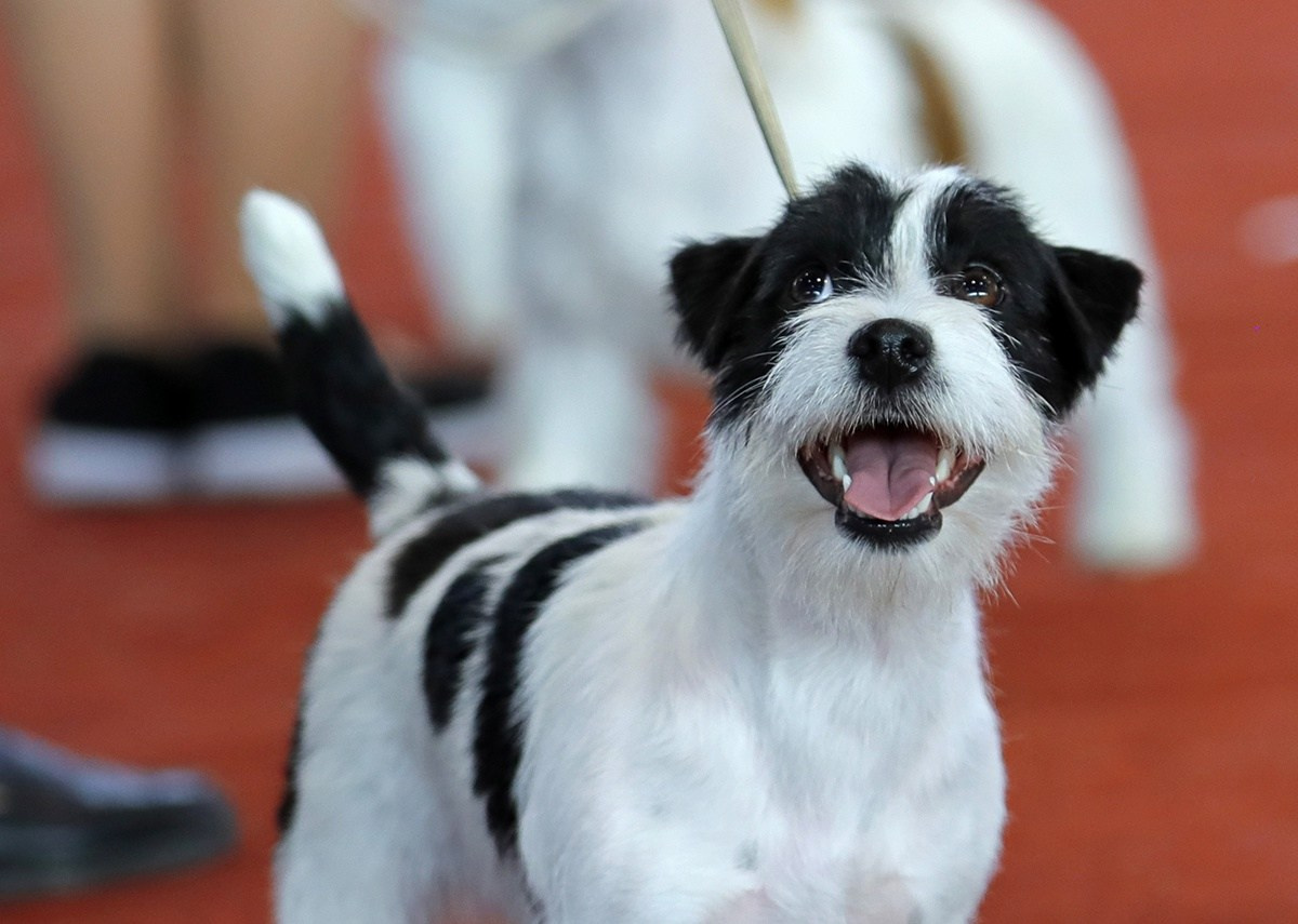 Щенки джек рассел терьера, питомник РКФ, питомник джек рассел терьеров, питомник Порт Фортис, kennel PORT FORTIS