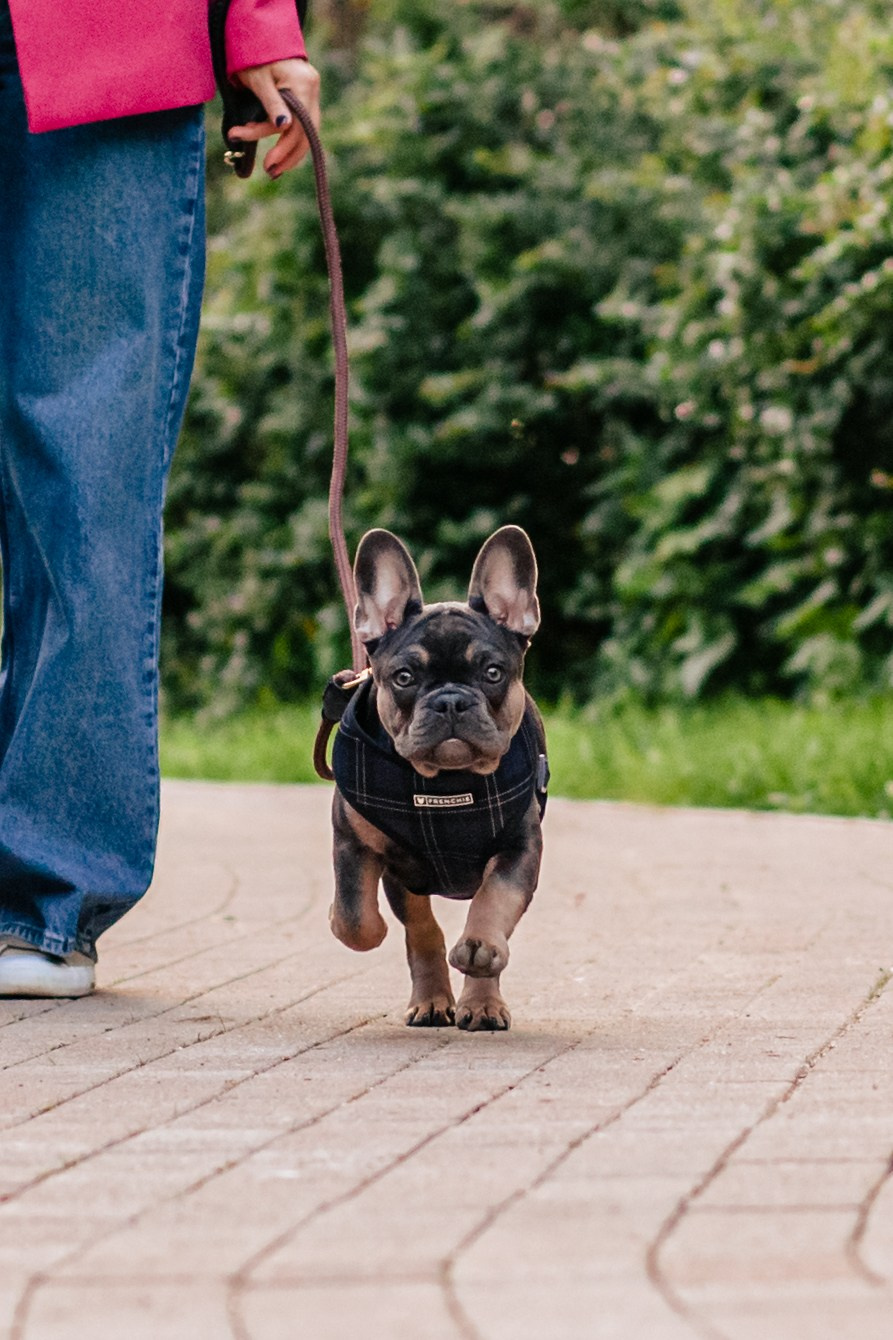 Даша и Мишель. Фотограф-анималист Татьяна Степанова