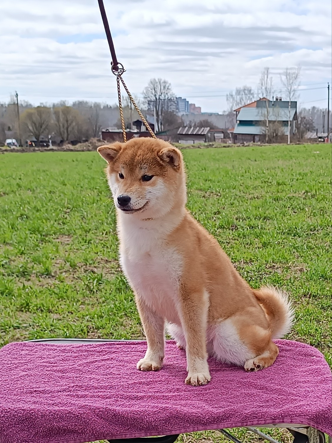 Rubylight Bella * Белла. Американская акита I Сиба ину I Питомник RUBYLIGHT