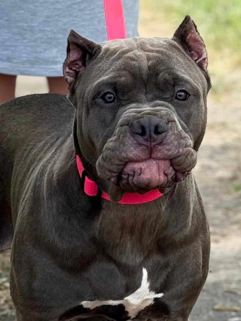 Hunter&Queenie, 13.01.25. Американские булли XL в г. Калининград. Питомник Great Bully UNIVERSE