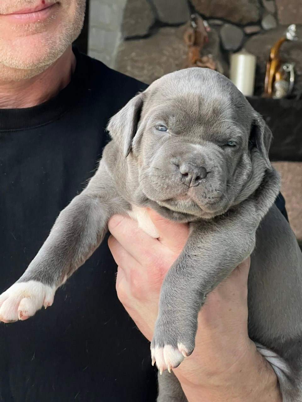 Детские. Американские булли XL в г. Калининград. Питомник Great Bully UNIVERSE