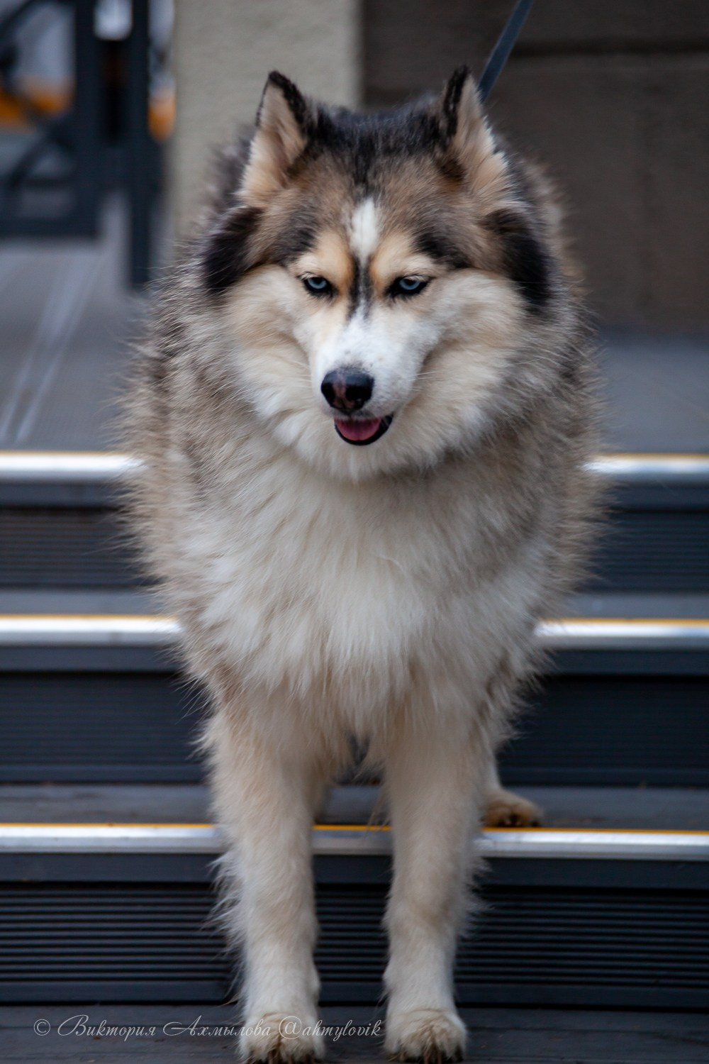 Прогулка с Хаски (Настя). Виктория Ахмылова. Фотограф в Москве